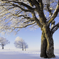 雪景的头像,唯美雪景图片,给树木披上了银装_6