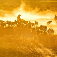 夕阳中奔驰的骏马,奔腾吧,追逐吧太有气势了_7