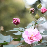 花卉木芙蓉如同小姑娘羞红的脸,太好看了_3