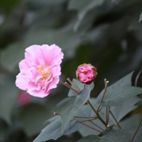 花卉木芙蓉如同小姑娘羞红的脸,太好看了_6