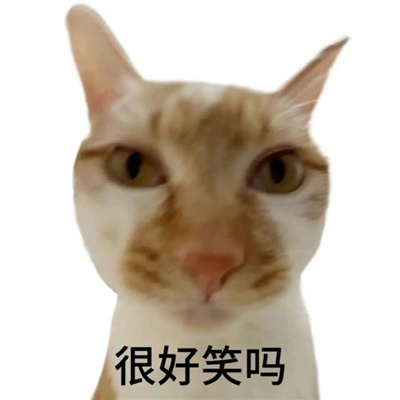 白底小猫表情可爱又搞怪 很好笑吗_3