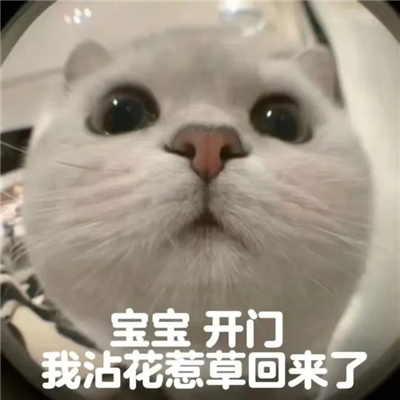 2023可爱的猫咪开门表情合集 可爱到没边的好玩表情合集_5