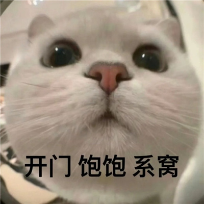 2023可爱的猫咪开门表情合集 可爱到没边的好玩表情合集_1