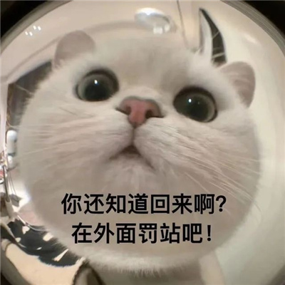 2023可爱的猫咪开门表情合集 可爱到没边的好玩表情合集_4