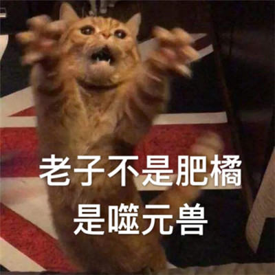 惊奇队长噬元兽表情包带字 惊奇队长橘猫噬元兽表情包图片无水印_6