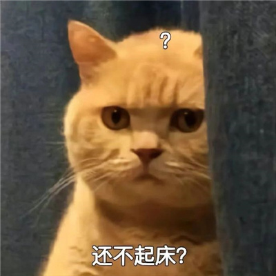 猫猫满脸问号的可爱聊天表情合集 猫头上有个问号的表情