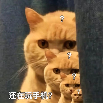 猫猫满脸问号的可爱聊天表情合集 猫头上有个问号的表情_5