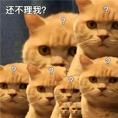 猫猫满脸问号的可爱聊天表情合集 猫头上有个问号的表情_7