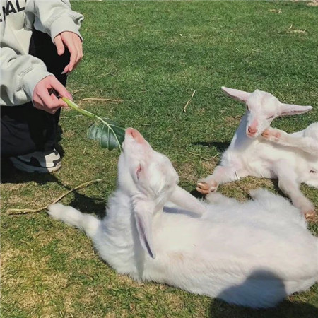 暖暖的很舒心的背景图最新合集 我的可爱和暴躁轮番报到_8