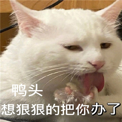 最新版油腻猫咪表情包大全 对我有那种欲望是很正常的