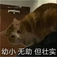 微信猫咪表情包可爱带字 长得可爱就是麻烦_0