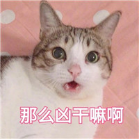 猫咪表情包可爱带字大全 你还真是个十足的傻子