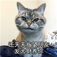 朋友系列可爱猫咪表情 你自己交的朋友你心里没点逼数吗