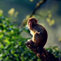 可爱猴子头像图片,猕猴（学名 Macaca mulatta）_11