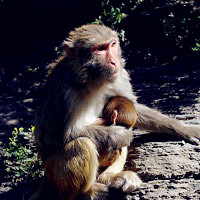 可爱猴子头像图片,猕猴（学名 Macaca mulatta）_12