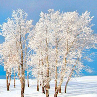 高清雪景清新淡雅风景头像图片大全