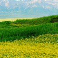 油菜花头像,黄色油菜花图片大全_4