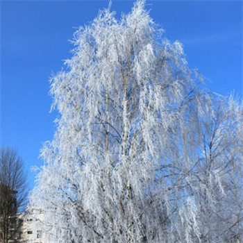 晨曦唯美雪景头像 银装素裹的树图片