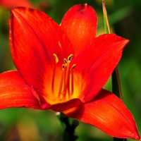 红色花卉图片头像,百合花太美丽了