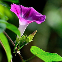 喇叭花你懂吗,你认识吗,植物牵牛花图片_6