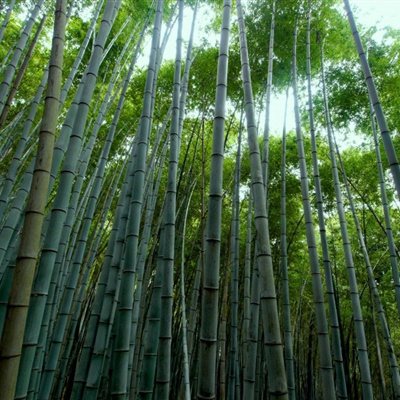 竹林风景头像 苍劲翠绿挺拔的竹林图片_0