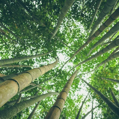 竹林风景头像 苍劲翠绿挺拔的竹林图片_1