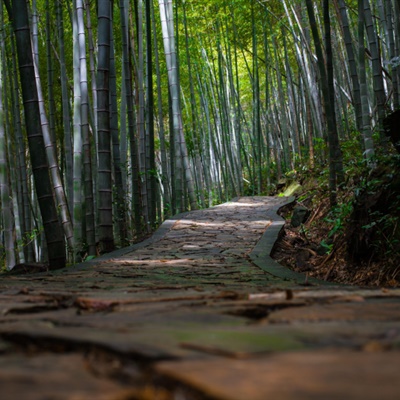 竹林风景头像 苍劲翠绿挺拔的竹林图片_6