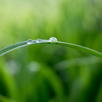 微信水滴头像,雨过天晴叶子上的水滴图片_7