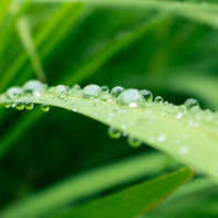 微信水滴头像,雨过天晴叶子上的水滴图片_4