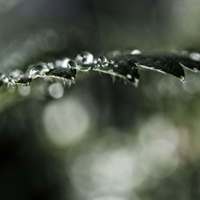 微信水滴头像,雨过天晴叶子上的水滴图片_10