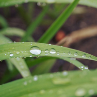 微信水滴头像,雨过天晴叶子上的水滴图片_8