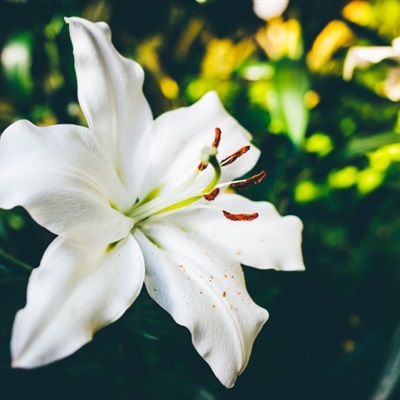 好看花朵头像 优雅芳香的百合花图片_6