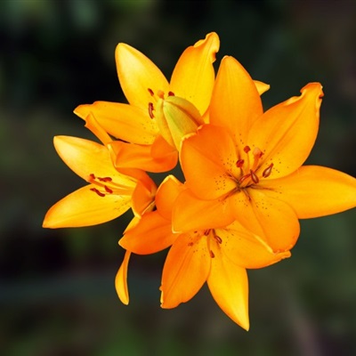 好看花朵头像 优雅芳香的百合花图片_8