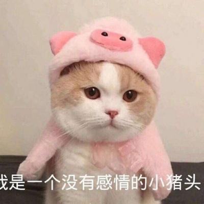 可爱猫咪情侣头像，人孤独才明白爱是救赎