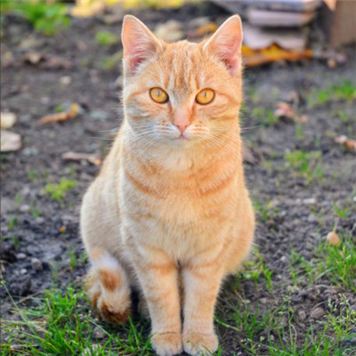 小猫微信头像，睁大双眼的小猫图片_0