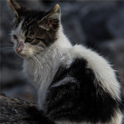 小猫咪头像，顽皮淘气的小猫咪图片