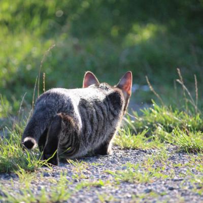 超可爱猫头像，乖巧呆萌的小猫咪图片_4