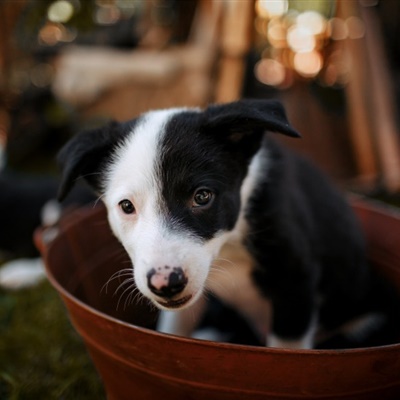 可爱牧羊犬头像 边境牧羊犬幼崽图片