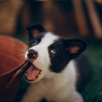 可爱牧羊犬头像 边境牧羊犬幼崽图片_5