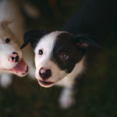 可爱牧羊犬头像 边境牧羊犬幼崽图片_4