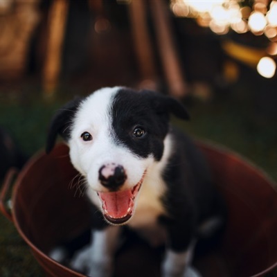 可爱牧羊犬头像 边境牧羊犬幼崽图片_2