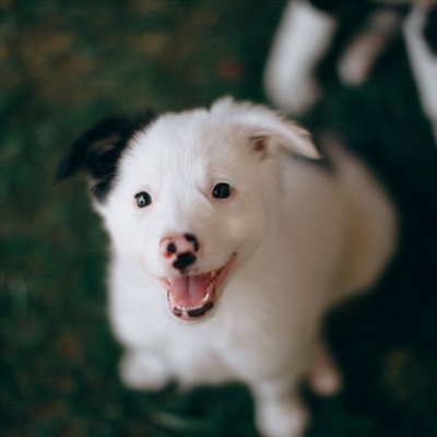 可爱牧羊犬头像 边境牧羊犬幼崽图片_3