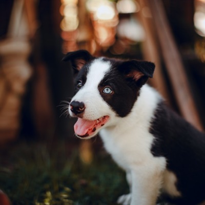 可爱牧羊犬头像 边境牧羊犬幼崽图片_1