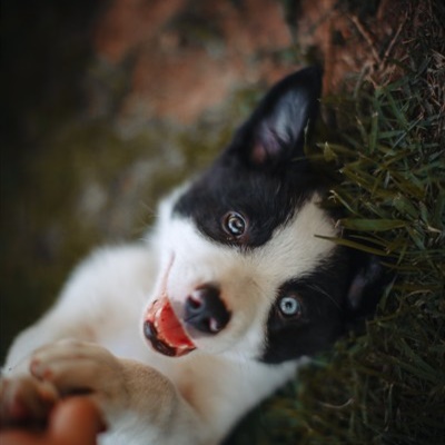 可爱牧羊犬头像 边境牧羊犬幼崽图片_6