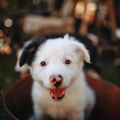 可爱牧羊犬头像 边境牧羊犬幼崽图片_7