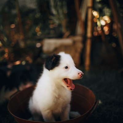 可爱牧羊犬头像 边境牧羊犬幼崽图片_8