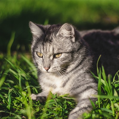 小猫卖萌微信头像 高清可爱猫图片大全超萌