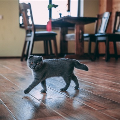 可爱小猫咪头像 特别萌的折耳猫图片_4