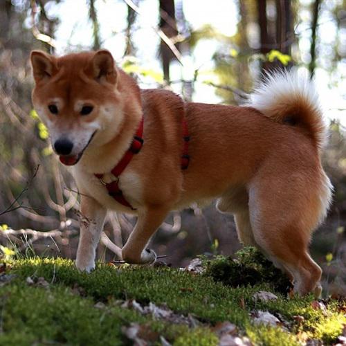 好看活泼开朗的秋田犬QQ微信图片_6