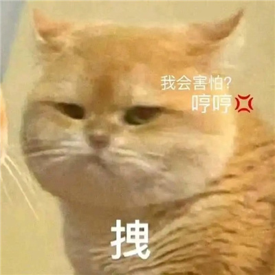 最新版猫咪有病表情大全 暴躁冷酷猫咪的好用表情合集_4